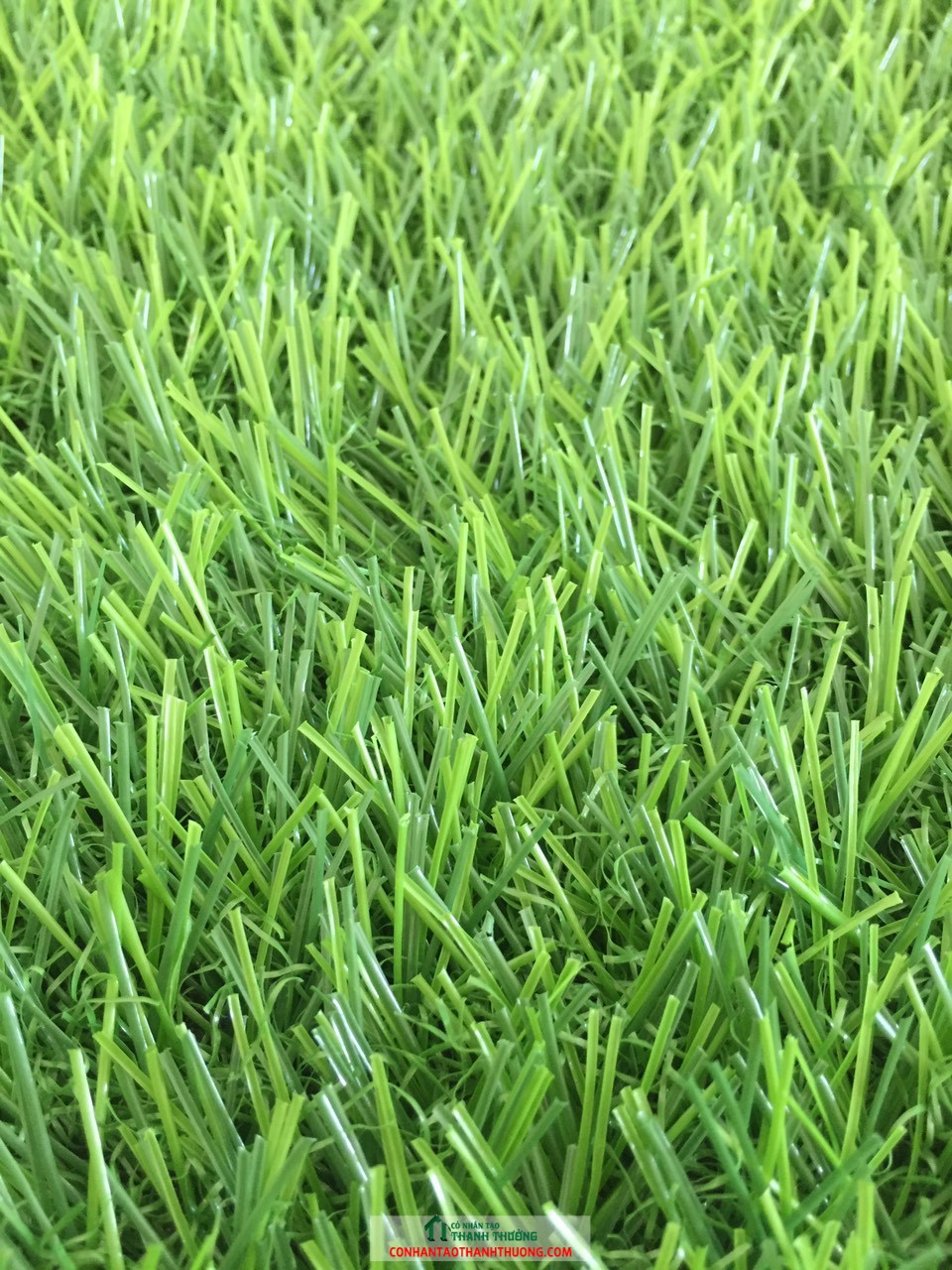 cỏ sân vườn